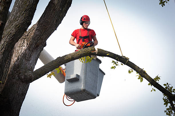 The Steps Involved in Our Tree Care Process in Centreville, AL